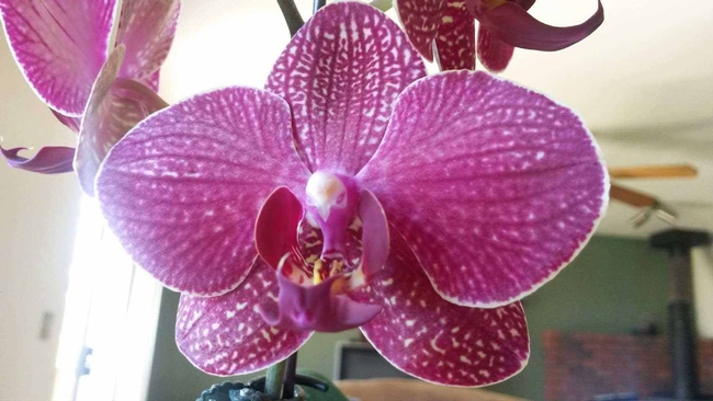 Moth Orchid by E. Warne