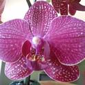 Moth Orchid by E Warne