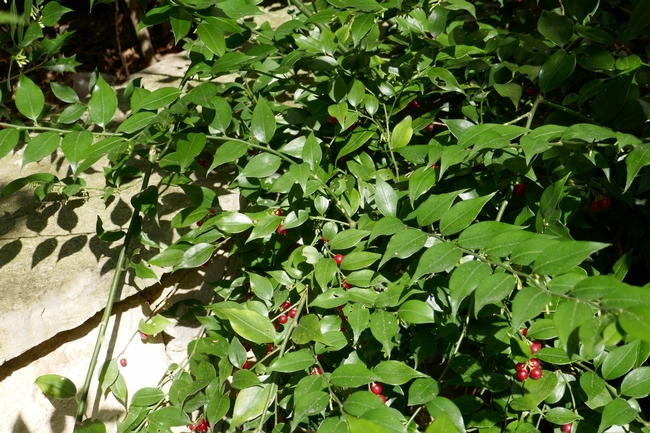 Sarcococca ruscifolia with berries, Wikipedia