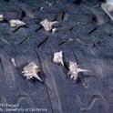 Dried puncturevine spikes in tires, UC ANR