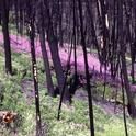 Fireweed is one of the first species to colonize the soil after a forest fire, Wikimedia
