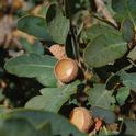 Blue Oak leaves and acorn shells. Photo by Eugene Zelenko at Wikipedia.