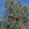 Gray Pine Pinus sabiniana with gray green needles and huge cones, Wikipedia Commons
