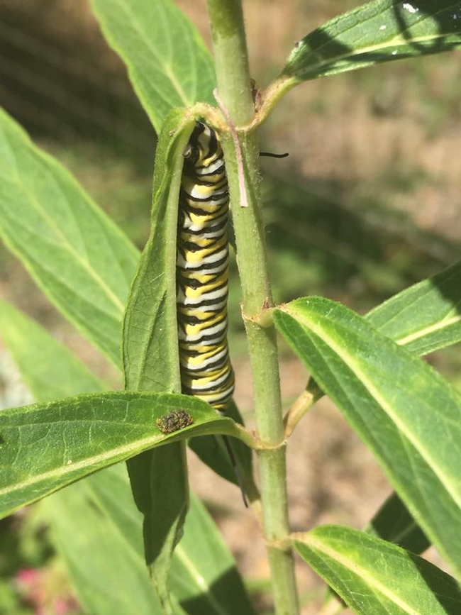 Monarch caterpillar by Kim Schwind
