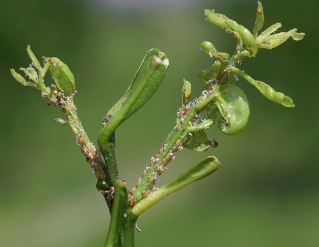 ACP feeding on new citrus leaves by ANR