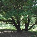 Madrone in Lower Bidwell Park. Low, horizontal branches are tempting to climb by Laura Lukes
