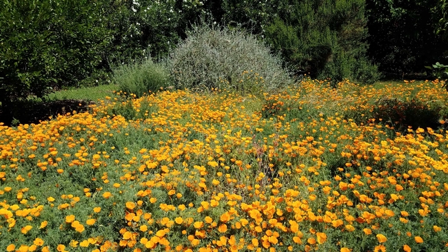 Patch of pesticide-free California poppies by J. Alosi