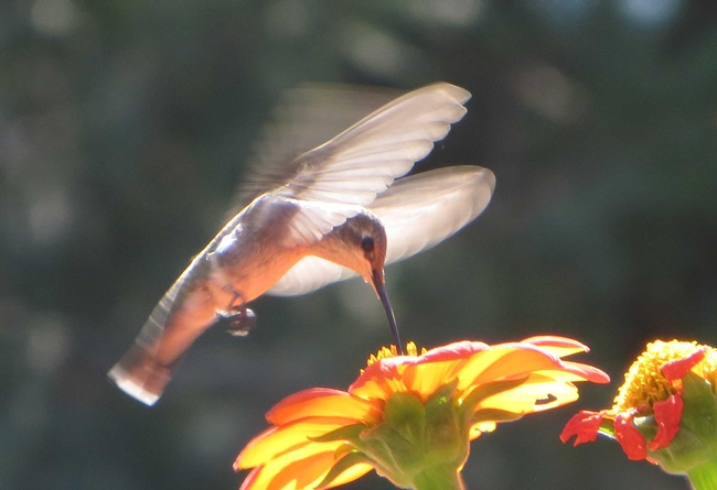 Anna's Hummingbird by J. Alosi