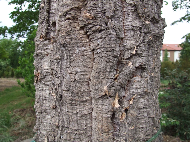 Trunk of a cork oak by Claus Ableiter