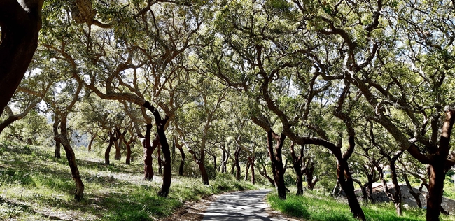 Cork oaks Southern Portugal by KirjavaKinkytail
