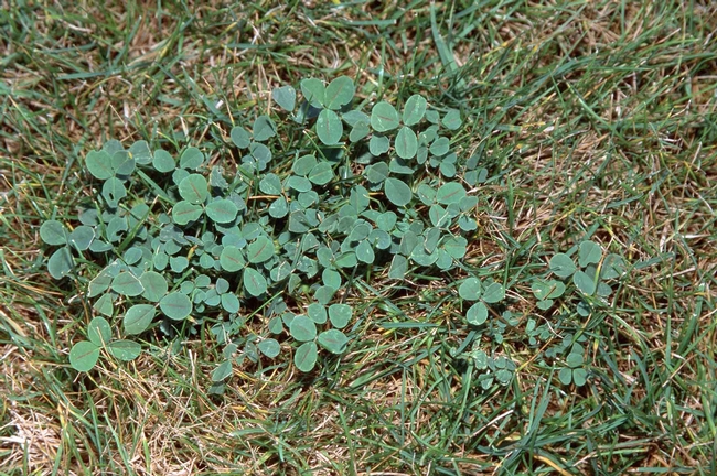 Clover thrives in soil with low nitrogen by Jack Kelly Clark, UC Statewide IPM Program