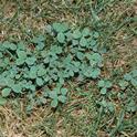 Clover thrives in soil with low nitrogen by Jack Kelly Clark, UC Statewide IPM Program