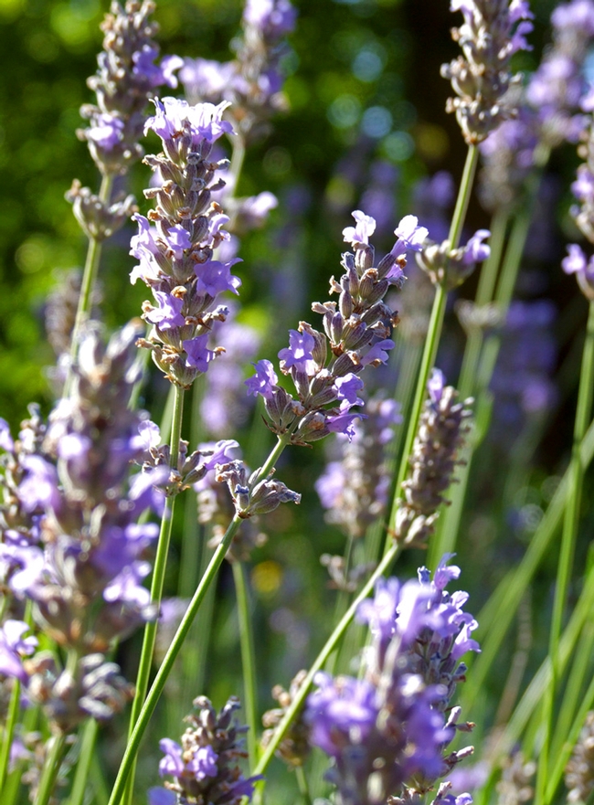 Lavender flower bracts, UC ANR
