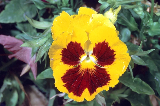 Yellow pansy (Viola x wittrockiana) by Jack Kelly Clark, UC IPM