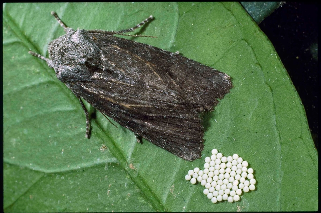 Citrus cutworm moth and eggs, Jack Kelly Clark, UC ANR