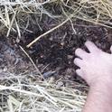 No Till, 3 months after adding 3 inches chicken manure, wood chip and straw mix and keeping moist, Kevin Marini