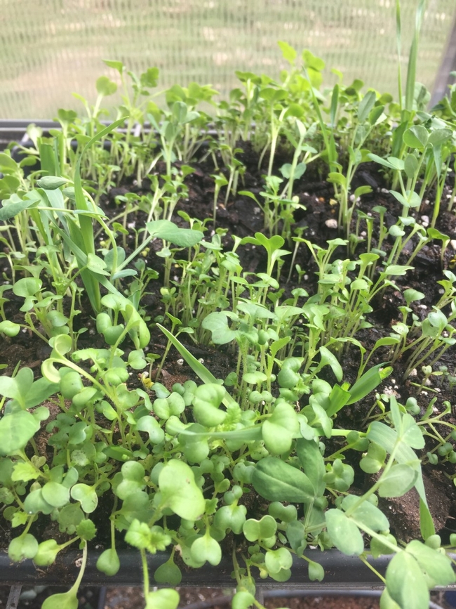 Microgreens growing, Kim Schwind