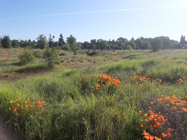 Verbena Fields poppies and bioswale, Laura Lukes