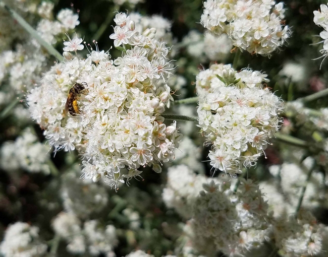 California buckwheat (eriogonum fasciculatum) with honey bee, Jeanette Alosi