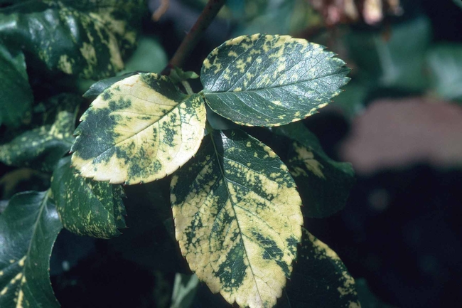 Rose Mosaic Virus on rose leaves, Jack Kelly Clark, UC IPM