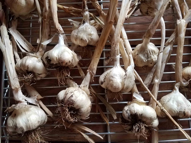 Garlic drying, J .Alosi
