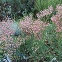 Red buckwheat (Eriogonum grande rubescens) a California native that provides seasonal interest, J. Alosi