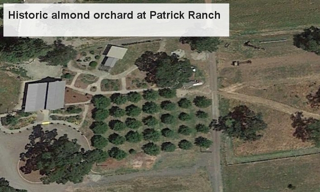 Google Earth image of historic almond orchard