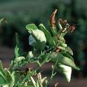 Frost damage to young citrus leaves, Jack Kelly Clark, UC IMP Program