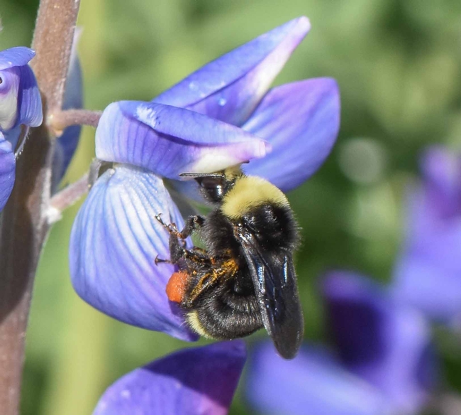 Yellow-faced Bumble bee (B. vosnesenskii) with pollen basket on Pacific blue salvia, John Whittlesey