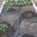 Adjustable bubblers in raised bed, J. Alosi