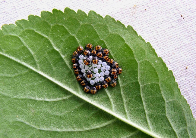 Brown Marmorated Stink Bug eggs and newly hatched nymths, UC Regents