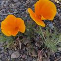 California poppy grows in just about anything, Janeva Sorenson