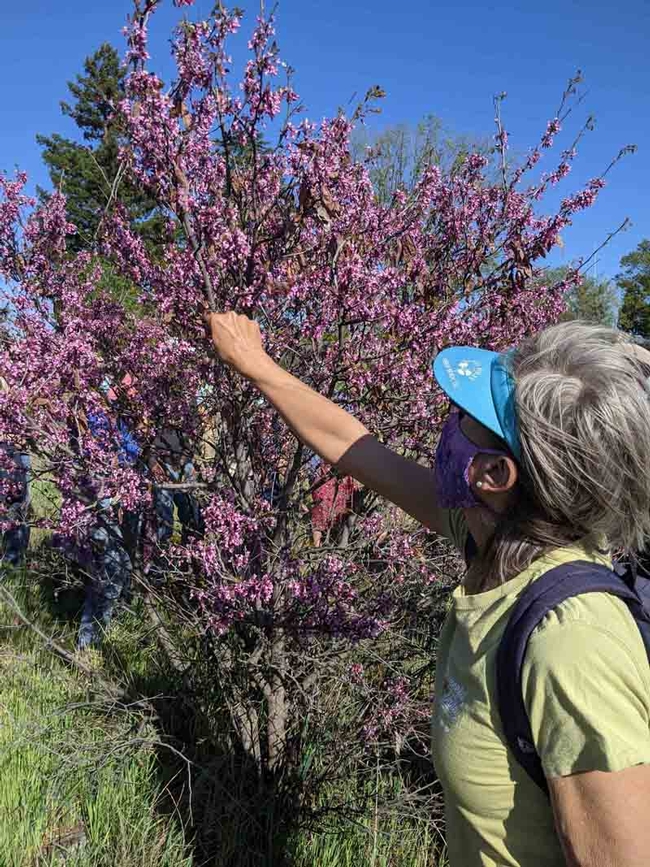 Participants take turns tasting the flowers and harvesting the seed pods of the redbud, Janeva Sorenson