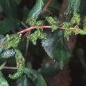 Damage caused by plum leaf curl aphid, Jack Kelly Clark, UC IPM