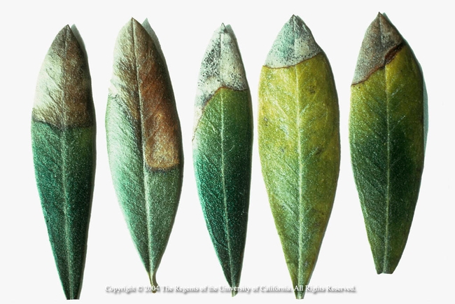Potassium deficiency in olive leaves, UC Regents