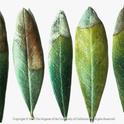 Potassium deficiency in olive leaves, UC Regents