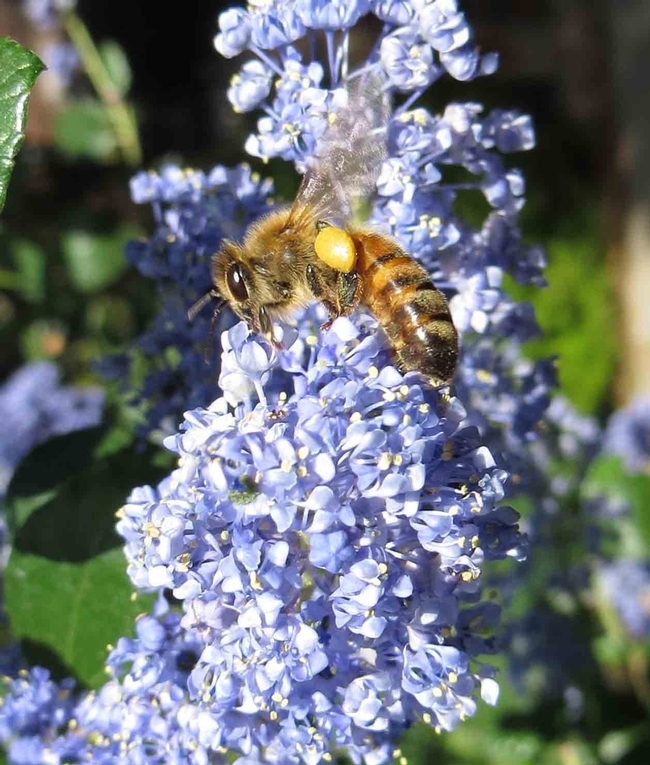 Honeybee on Ceanothus 'Ray Hartman', Jeanette Alosi
