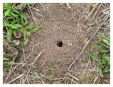 Native bee ground nest, Crown Bees