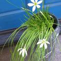 Zephyranthes candida - rain lilies by J.C. Lawrence