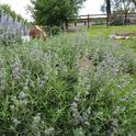 CA Native Plant Garden at Demo Garden, Salvia 'Bee's Bliss,' Brent McGhie