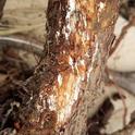 Bark pealed away to reveal oak root fungus, J. Alosi