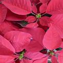 Poinsettia, J.C. Lawrence