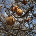 Oak Galls in Bidwell Park, J.C. Lawrence