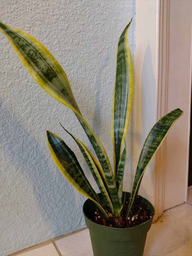 Snake Plant, Emilee Warne