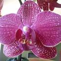 Moth Orchid, Emilee Warne