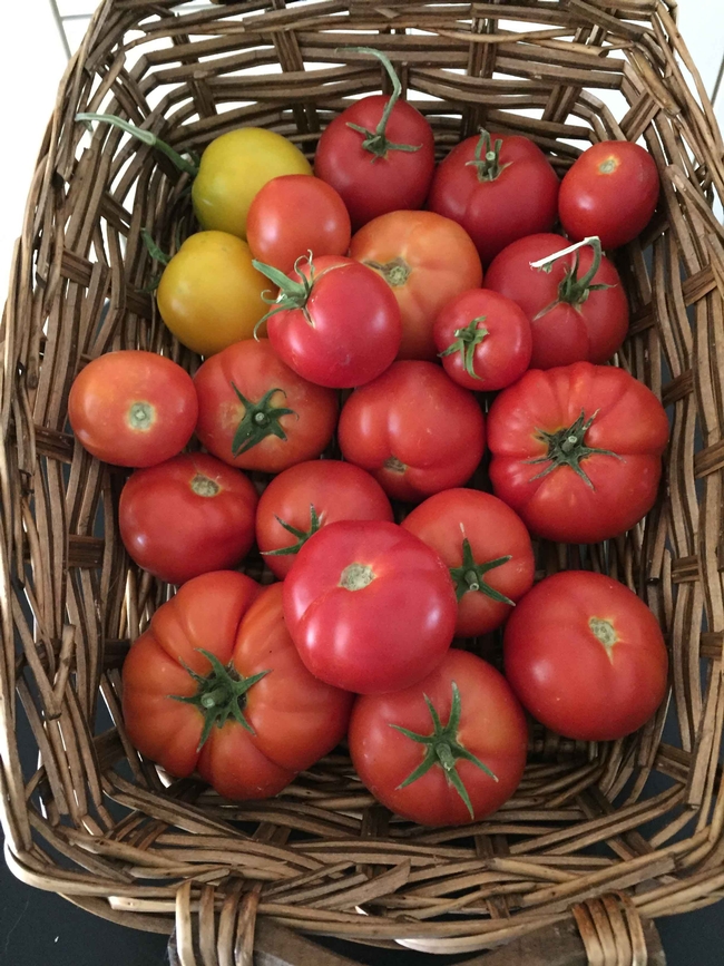 Heirloom tomatoes, Kim Schwind
