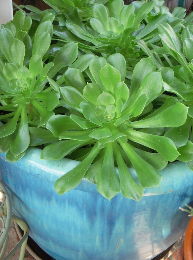 Aeoniums in large pot, Launa Herrmann, Solano County Master Gardener