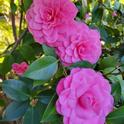 Camellia japonica 'Mrs. Tingley,' Jeanette Alosi