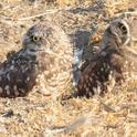 Baby burrowing owls in burrow, Kathy Keatley Garvey, UC Davis