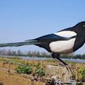 Yellow-billed magpie, W. Paul Gorenzel, UC ANR